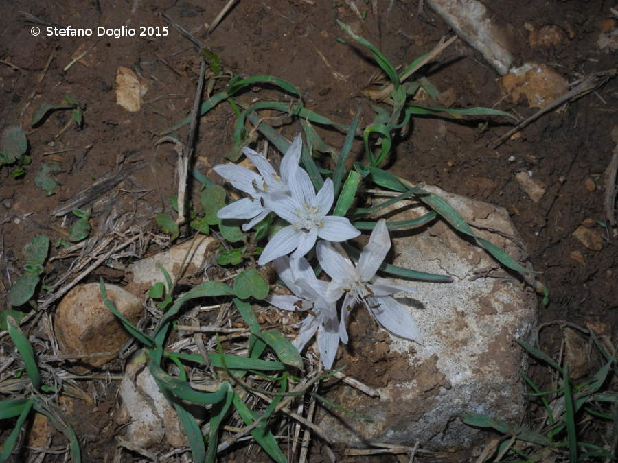 Colchicum tuviae & Sterbergia clusiana (Israele / West Bank)